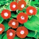 Іпомея триколірна помаранчева Florium - зображення 1