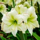Амариллис Lemon Cream (201260) - изображение 1