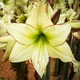 Амариллис Lemon Cream (201260) - изображение 2