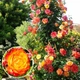 Саджанці Мікс Троянд Яскрава Клумба Голландська Різнокольоровий Florium (512485) - зображення 3