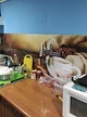 Кухонный фартук Скинали Кофе 03 (наклейка для кухни, самоклеющаяся виниловая пленка ) коричневый 60х200 см - изображение 3