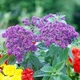 Геліотроп Марині, темно-синій Florium - зображення 1