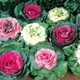 Капуста декоративна Большелистая Florium - зображення 1