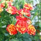 Саджанці Троянда бордюрна Orange Flash Різнокольоровий Florium (512505) - зображення 1