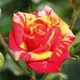 Саджанці Троянда бордюрна Orange Flash Різнокольоровий Florium (512505) - зображення 2