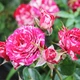 Саджанці Троянда бордюрна Pink Flesh Рожевий Florium (512512) - зображення 2