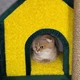 Высокий эксклюзивный игровой кошачий комплекс для котов и кошек всех пород когтеточка с домиком лежанками 200х115х85см зелено желтый - изображение 4