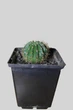 Echinopsis Eyriesii Диаметр 5,3 См. - изображение 2