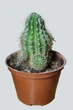 Echinopsis Eyriesii Диаметр 6 См. - изображение 1