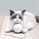 Интерактивная игрушка для кошек Live ball (Живой мяч) - изображение 2