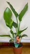 Райская Птица️ Cтрелиция Королевская Strelitzia Reginae, высота 30-40 см, объем горшка 1л - изображение 2