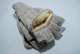 Перчатки-варежки мужские вязаные шерстяные на флисовой подкладке ТМ Haieryi 6014_Light Beige - изображение 2