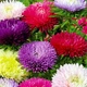 Айстра суміш Розоподобная Різнобарвний Насіння Florium (726505) - зображення 1
