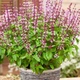 Базилік Мексиканський коричнева Зелений Насіння Florium (716150) - зображення 1