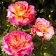Роза Gorgeous Florium - зображення 3