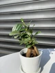 Фікус Бонсай Bonsai Ficus, висота 15 см 764 - изображение 2