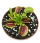 Растения Хищник Венерина мухоловка Дентата AlienPlants Dionaea muscipula Dentate размер M (SUN0018CP) - изображение 1