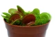 Растение хищник Венерина Мухоловка AlienPlants B52 Dionaea muscipula B52 размер L (SUN0001CP) - изображение 4