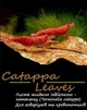 Листья катаппы (миндаля индийского) для рыб и креветок "Katappa Leaves" тм Буся - упаковка 5 шт. - изображение 1