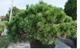 Сосна гірська / Pinus mugo mugo С4 /Н 10 - зображення 4