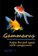 Корм для рыб, рептилий и черепах Гаммарус сухой Буся Gammarus. Пакет 20г - изображение 1