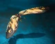 King of The Monsters - S.H. Monster Arts Mothra and Rodan Фигурка Годзилла - Мотра и Родан 26-35 см - изображение 2