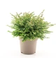 Жимолість блискуча Garden Clouds 'Copper Glow'/Lonicera nit. Garden Clouds 'Copper Glow' С3, Н 30 - зображення 1