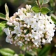 Калина Бурквуда / Viburnum burkwoodii 'Anne Russel' С3 / Н 40-60 - изображение 2