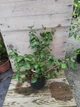 Калина Бурквуда / Viburnum burkwoodii 'Anne Russel' С3 / Н 40-60 - изображение 5