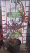 Кизильник Даммера Эйхольц / Cotoneaster radicans Eichholz С4/Н 30-40 - изображение 3