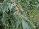 Ива Эрдингер / Salix erdingeri С45 / Н 300 - изображение 3