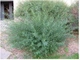 Ива пурпурная /Salix purpurea С2/Н100-140 - изображение 4