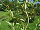 Ива вавилонская Тортуоза / Salix babylonica Tortuosa С7.5/ 15 /Н 160-200 - изображение 5