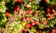 Кизильник Даммера Эйхольц / Cotoneaster radicans Eichholz С4/Н 30-40 - изображение 9