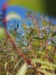 Ива пурпурная /Salix purpurea С2/Н100-140 - изображение 8