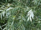 Ива Эрдингер / Salix erdingeri С45 / Н 300 - изображение 9