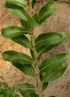 Ива тонкостолбиковая / Salix gracilistyla Mt Aso С5 / Н 80-100 - изображение 9