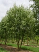 Ива вавилонская Тортуоза / Salix babylonica Tortuosa С7.5/ 15 /Н 160-200 - изображение 8