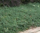 Кизильник Даммера Эйхольц / Cotoneaster radicans Eichholz С4/Н 30-40 - изображение 14