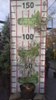 Ива пурпурная 'Nancy Saunders'/Salix purpurea 'Nancy Saunders' С7.5 / Н 120-140 - изображение 1