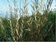 Ива пурпурная 'Nancy Saunders'/Salix purpurea 'Nancy Saunders' С7.5 / Н 120-140 - изображение 3