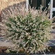 Ива цельнолистная Хакуро Нишики / Salix integra Hakuro-nishiki С7.5 / Н60-100 - изображение 7