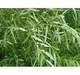 Ива пурпурная 'Nancy Saunders'/Salix purpurea 'Nancy Saunders' С7.5 / Н 120-140 - изображение 4