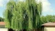 Ива вавилонская/ Salix babylonica var. pekinensis Pendula C60 Р300-320 D12-14 - изображение 2
