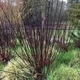 Ива пурпурная 'Nancy Saunders'/Salix purpurea 'Nancy Saunders' С7.5 / Н 120-140 - изображение 6