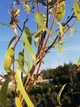 Верба біла Дартс Снейк/ Salix alba Dart`s Snake С10 / Н 120-140 - изображение 6