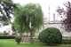 Ива вавилонская/ Salix babylonica var. pekinensis Pendula C60 Р300-320 D12-14 - изображение 4