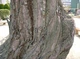 Ива вавилонская/ Salix babylonica var. pekinensis Pendula C60 Р300-320 D12-14 - изображение 5