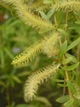 Ива вавилонская/ Salix babylonica var. pekinensis Pendula C60 Р300-320 D12-14 - изображение 8