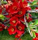 Хеномелес superba Red Trail / Chaenomeles superba Red Trail C3 Н 40-60 - изображение 2